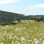 Example solar farm with wild flowers