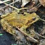 Park Street Garden Frog Only May 2017