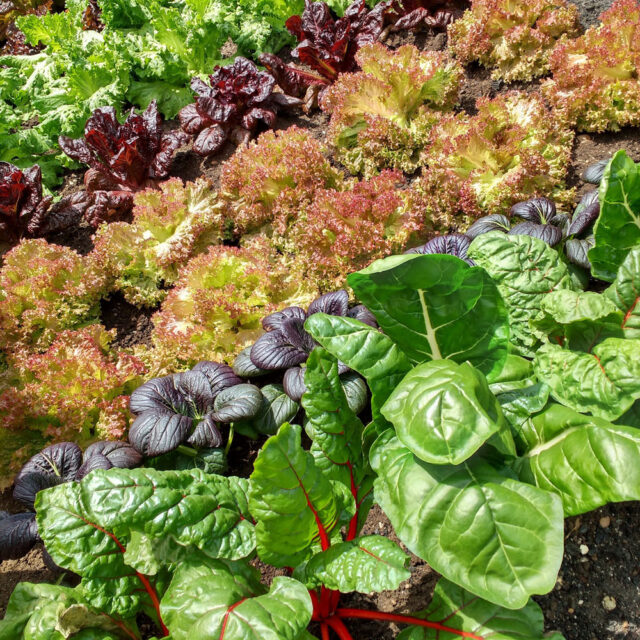 A variety of lettuce seedlings