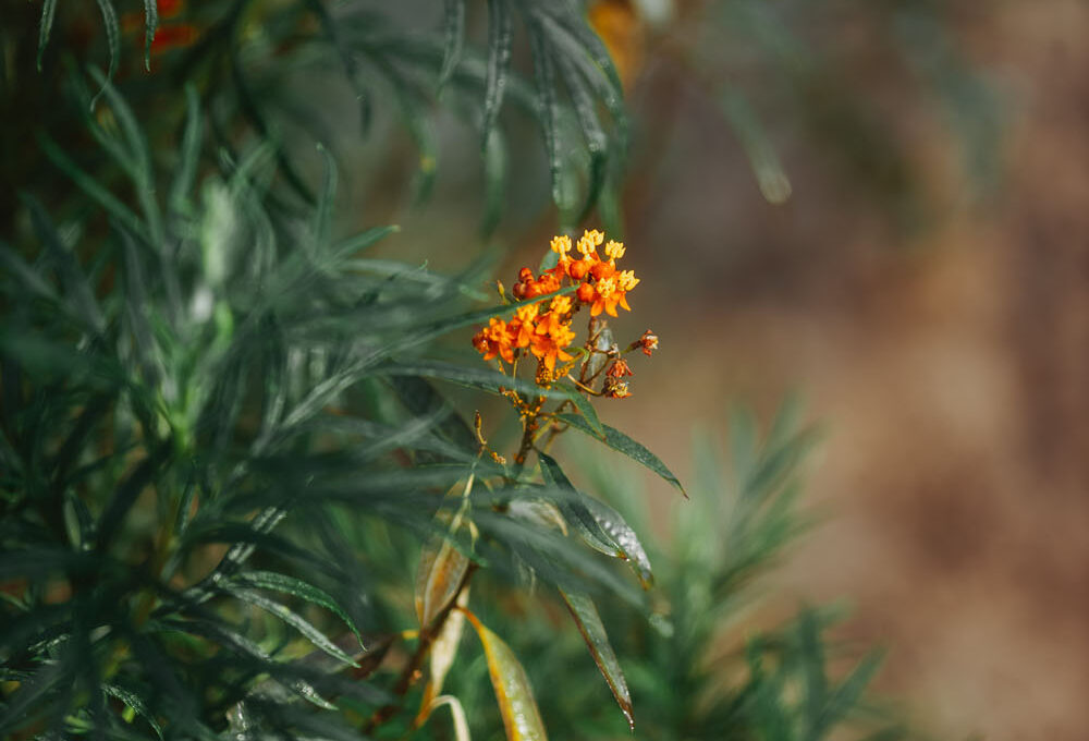 An orange flower against a backdrop of dark green foliage