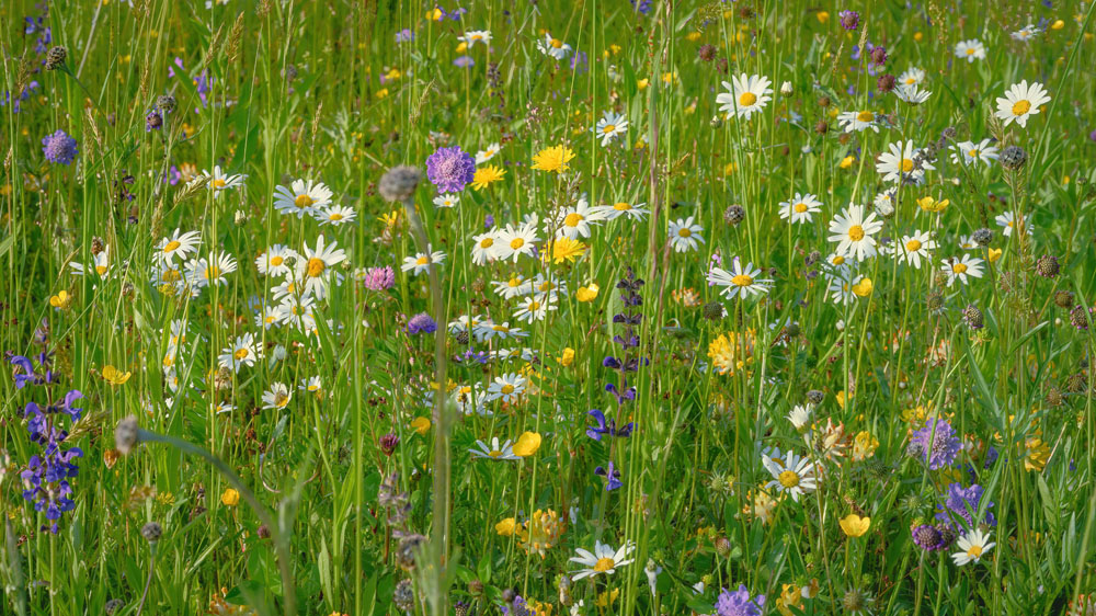 Daisies and other wildflowers in long grass
