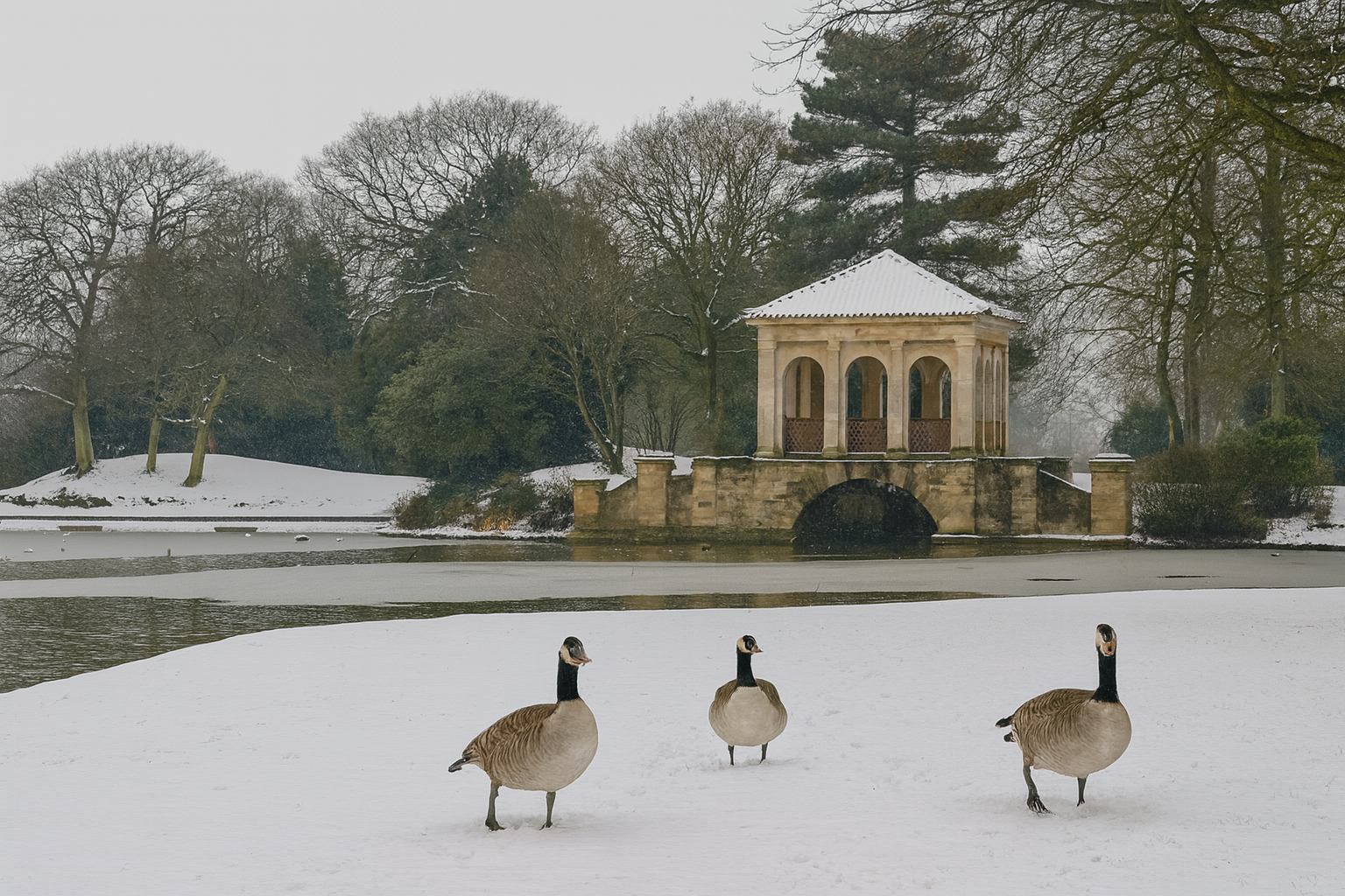 Geese in snow