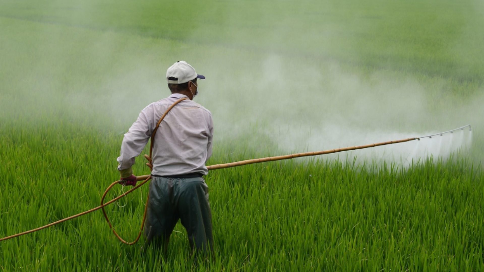 Man spraying crops