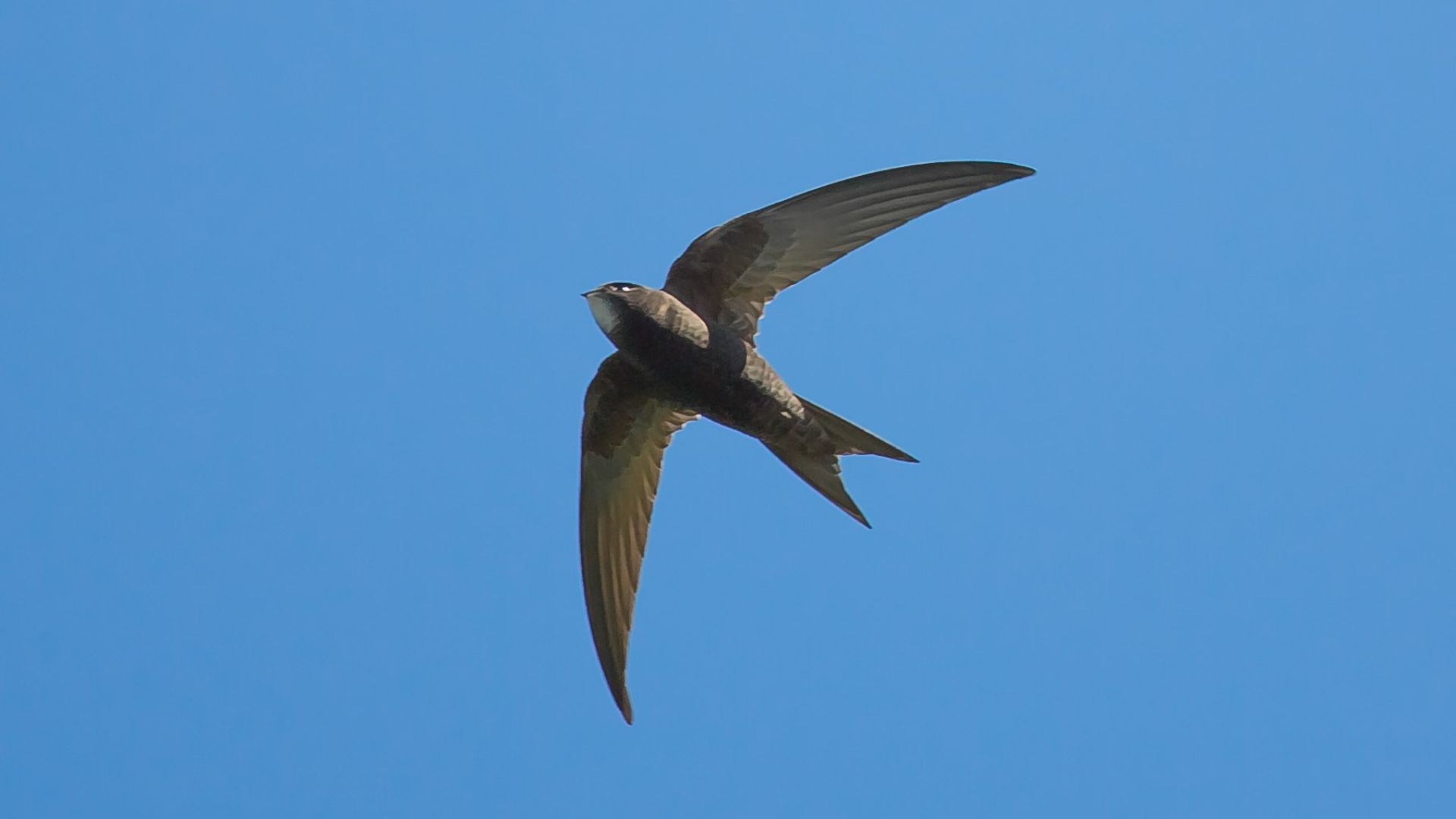 Swift against a blue sky