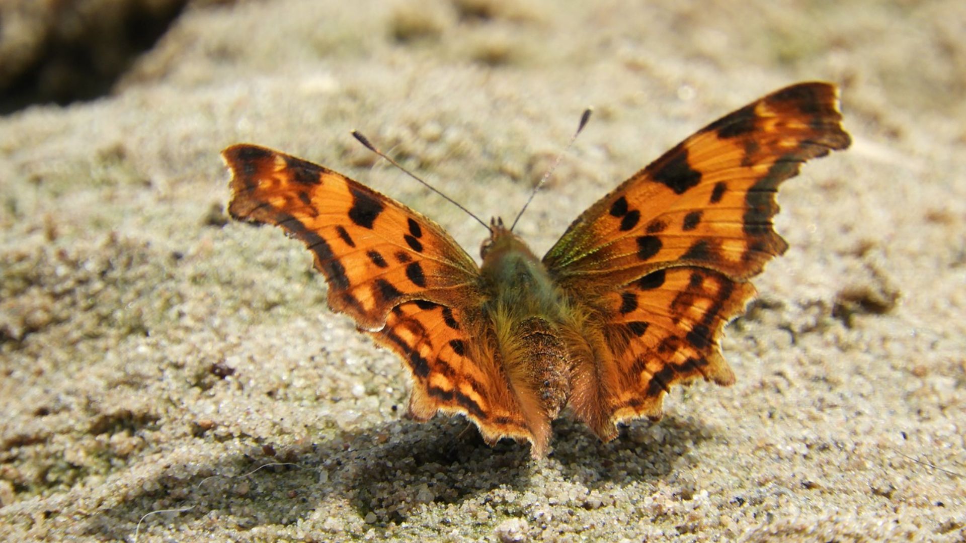 A butterfly