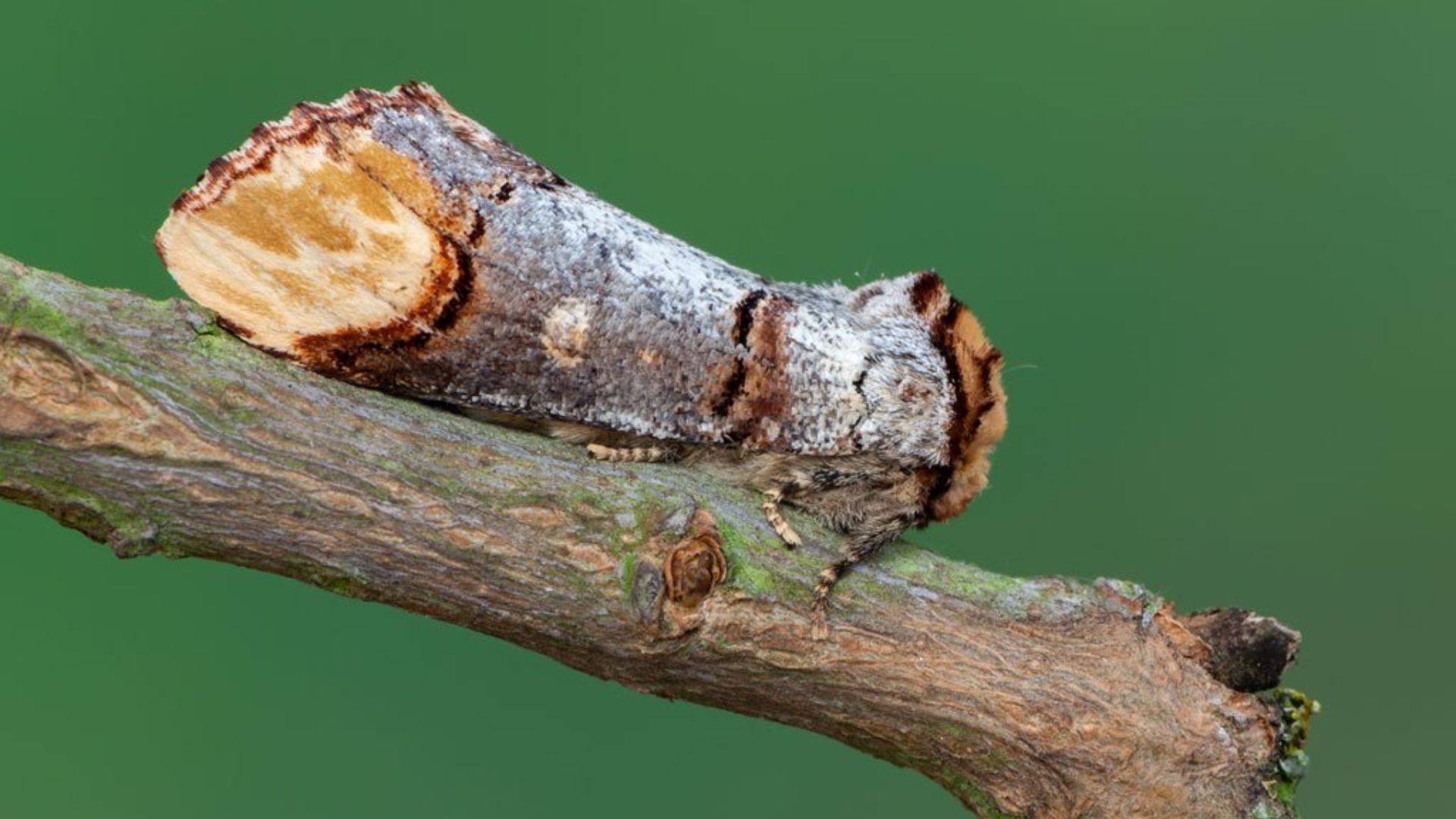 Mopth on a branch